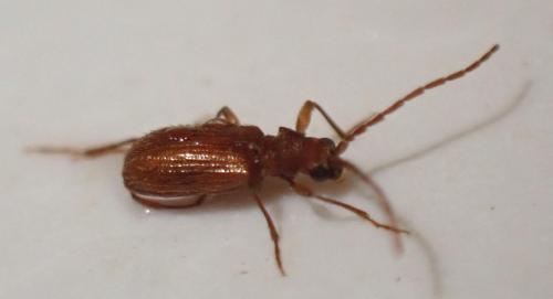 Ptinus latro